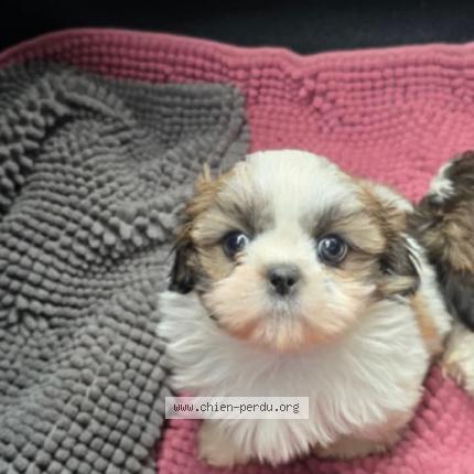 Photo 2/2 Alyna Chien lost in Bedarieux