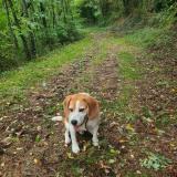 Picture of dog lost at Vaulx En Velin