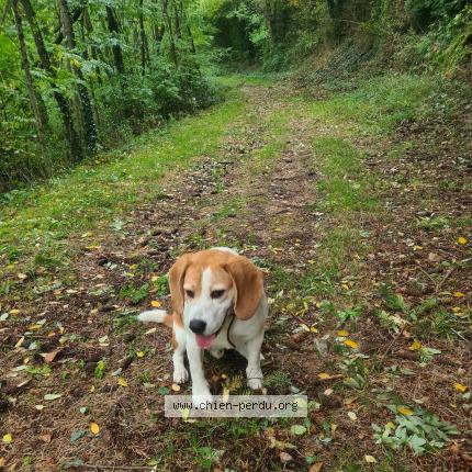 Photo 1/1 Napoleon Chien lost in Vaulx en velin
