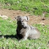 Picture of dog lost at Cassagnoles