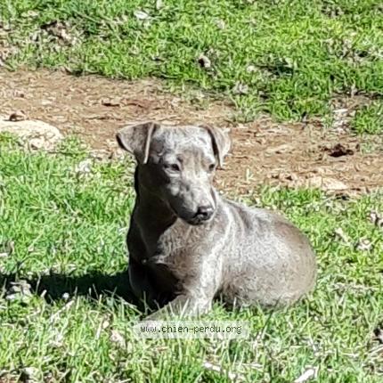 Photo 1/1 Lana Chien lost in Cassagnoles