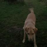 Picture of dog lost at Coulanges Les Nevers