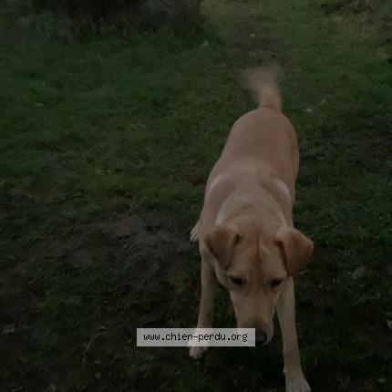 Photo 1/1 Falcko Chien lost in Coulanges les nevers