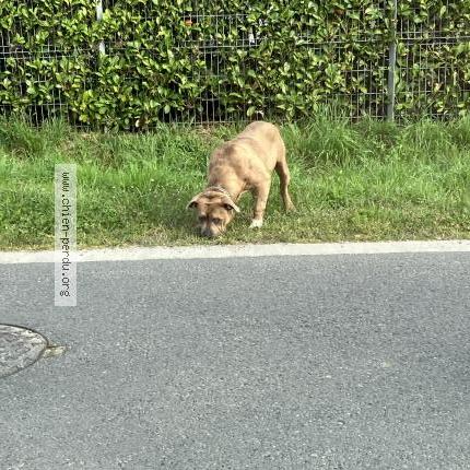 Photo 1/1 Found dog Found in Martillac