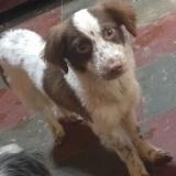 Picture of dog lost at Tegucigalpa