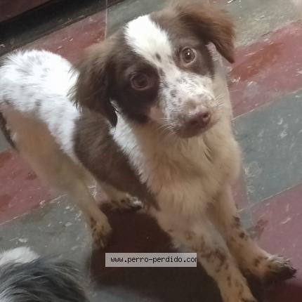 Photo 1/1 Manchas Chien lost in Tegucigalpa