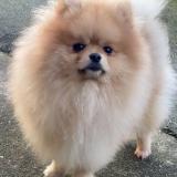 Picture of dog lost at La Landec