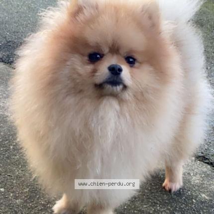 Photo 1/1 Bob Chien lost in La landec