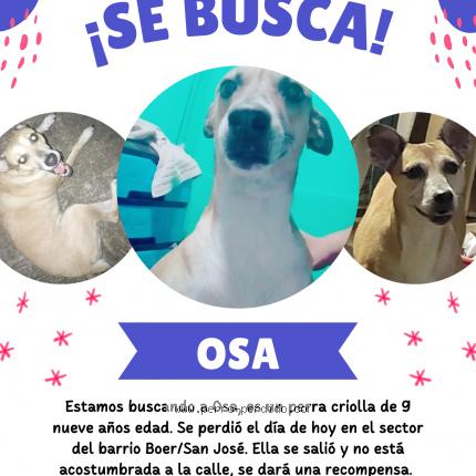 Photo 1/1 Osa Chien lost in Managua