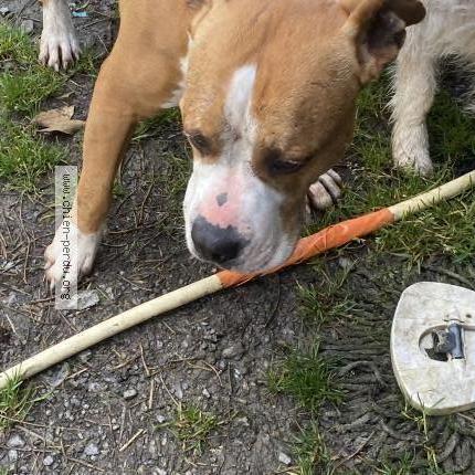 Photo 1/1 Found dog Found in Lourdoueix st michel