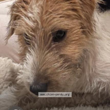 Foto 1/1 Hond teruggevonden Vermist in Masnuy St Jean