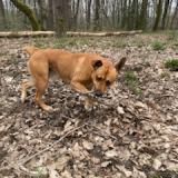 Picture of dog found at Smarves