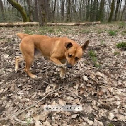 Photo 1/1 Found dog Found in Smarves