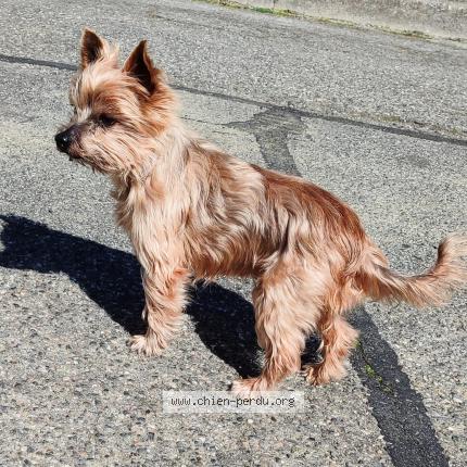 Photo 1/1 Found dog Found in Muret