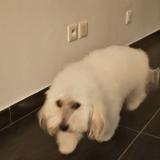 Picture of dog lost at Belleville En Beaujolais