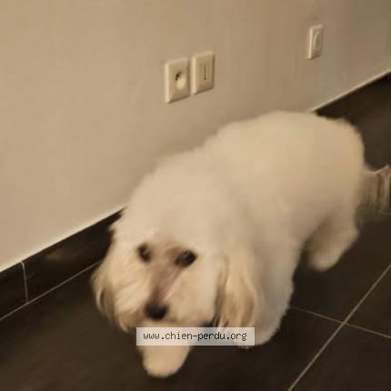 Photo 1/1 Faranight Chien lost in Belleville en beaujolais