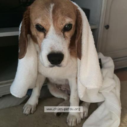 Photo 1/1 Mika Chien lost in Avignon montfavet