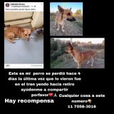 Picture of dog lost at No Tengo