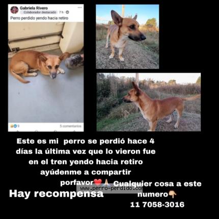 Photo 1/1 Ringo Chien lost in No tengo