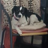 Picture of dog lost at Bessenay