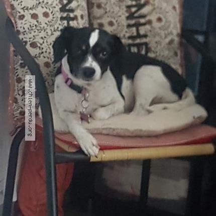 Photo 1/1 Poiret Rubis Chien lost in Bessenay