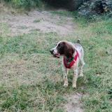 Picture of dog lost at Mirefleurs