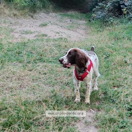 Photo 1/2 Phoebe Chien lost in Mirefleurs