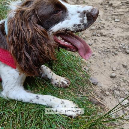Photo 2/2 Phoebe Chien lost in Mirefleurs
