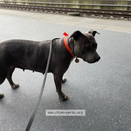 Foto 1/1 Cane ritrovato Trovato a Grand Lancy