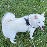 Picture of dog lost at Saint Andre