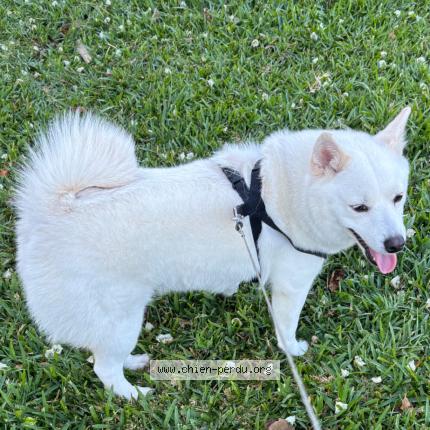 Photo 1/1 Tiksy Chien lost in Saint andre