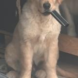 Picture of dog lost at Rognac