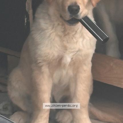 Photo 1/1 Oliver Chien lost in Rognac