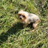 Picture of dog lost at Tourville La Riviere