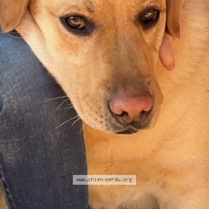 Photo 1/1 Tina Chien lost in Montauban