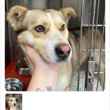 Picture of dog lost at Trappes