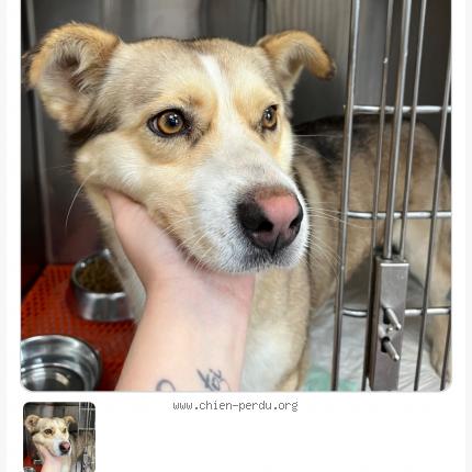 Photo 1/1 Zina Chien lost in Trappes