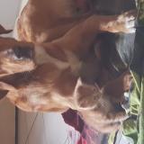 Picture of dog lost at Sury Le Contal