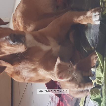 Photo 1/1 Lucky Chien lost in Sury le contal