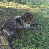 Picture of dog lost at Bornel