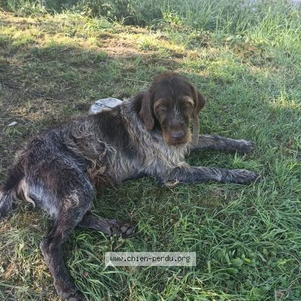 Photo 1/1 Black Chien lost in Bornel