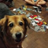 Picture of dog lost at Jose C Paz