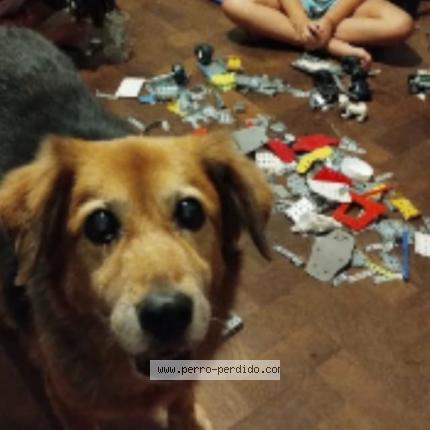 Photo 1/1 Luna Chien lost in Jose c paz