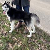 Picture of dog lost at Comblain La Tour