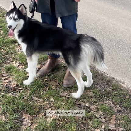 Photo 1/1 Cypress Chien lost in Comblain la tour