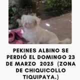Picture of dog lost at Tiquipaya