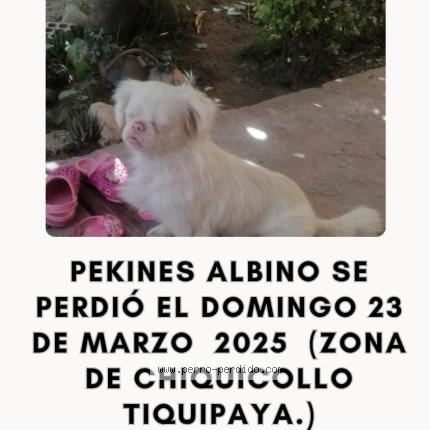 Photo 1/1 Kuka Chien lost in Tiquipaya