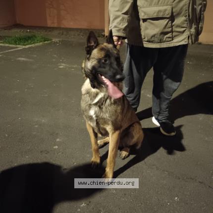 Photo 1/1 Found dog Found in Montpellier