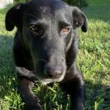 Picture of dog lost at Pontonx