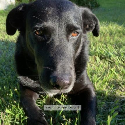 Photo 1/1 Vic Chien lost in Pontonx